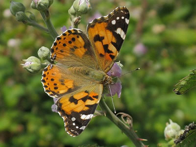 Photo: Copyright Jack Harrison 2010