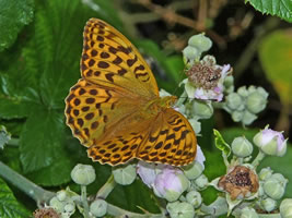 Photo: Copyright Jack Harrison 2010