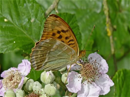 Photo: Copyright Jack Harrison 2010