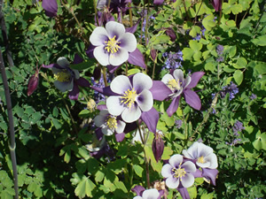 Picture by Elizabeth Gandy