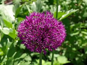 Rosemary and Mike Livings. Picture by Jim Brearley