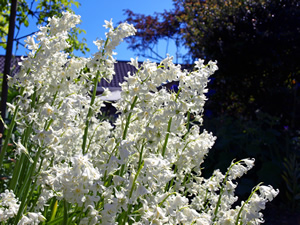 Sara and Willem Maters. Picture by Jim Brearley