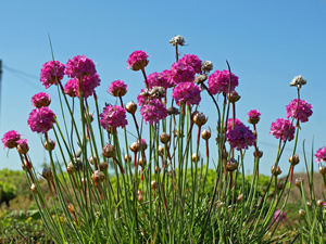 Francis and John Collinge. Picture by Jim Brearley