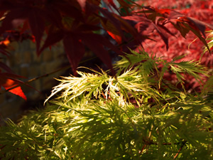 Ro and David Gadian. Picture by Jim Brearley